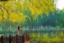 足球大小比分-揭秘足球大小比分,从数据迷雾中寻找胜利密码